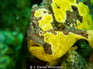 Longlure frogfish: Waiting a meal with its baited lure. by J. Daniel Horovatin 